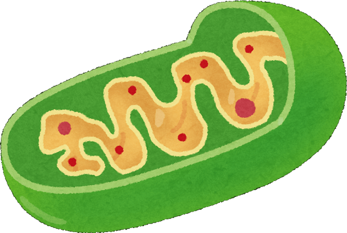 染色体異常を起こさないために重要なミトコンドリア