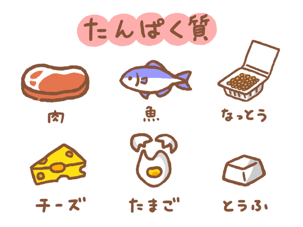 妊活の体づくりでタンパク質を朝昼夜に分けてとるコツを伝える見出し画像